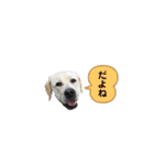 いたずらマーリー❷（ラブラドール）（個別スタンプ：30）