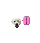 いたずらマーリー❷（ラブラドール）（個別スタンプ：31）
