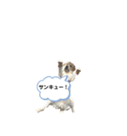 いたずらマーリー❷（ラブラドール）（個別スタンプ：32）