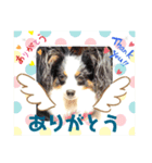 パピカイスタンプ（個別スタンプ：4）