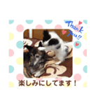パピカイスタンプ（個別スタンプ：6）