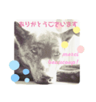 パピカイスタンプ（個別スタンプ：8）