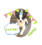 パピカイスタンプ（個別スタンプ：14）