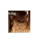 愛ねこレノンの日常スタンプ（個別スタンプ：1）