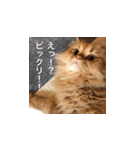 愛ねこレノンの日常スタンプ（個別スタンプ：3）