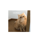愛ねこレノンの日常スタンプ（個別スタンプ：5）