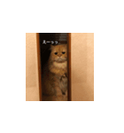 愛ねこレノンの日常スタンプ（個別スタンプ：6）