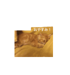愛ねこレノンの日常スタンプ（個別スタンプ：7）