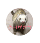 サンさんとニケたん（個別スタンプ：1）