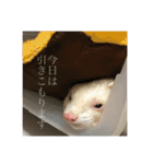 サンさんとニケたん（個別スタンプ：17）