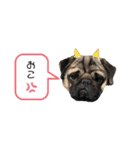 大撫獅愛FAMILY（個別スタンプ：8）