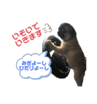 大撫獅愛FAMILY（個別スタンプ：16）
