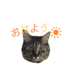 ポカstamp（個別スタンプ：1）