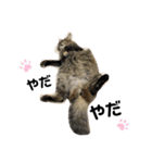 ポカstamp（個別スタンプ：11）