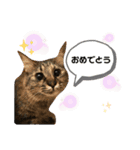 ポカstamp（個別スタンプ：12）