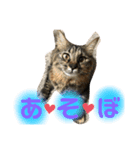 ポカstamp（個別スタンプ：13）