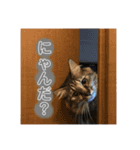 ポカstamp（個別スタンプ：16）