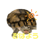 かめきちのつぶやき No. 1（個別スタンプ：2）