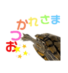 かめきちのつぶやき No. 1（個別スタンプ：5）