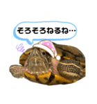 かめきちのつぶやき No. 1（個別スタンプ：6）