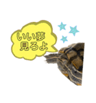 かめきちのつぶやき No. 1（個別スタンプ：8）