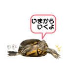 かめきちのつぶやき No. 1（個別スタンプ：10）