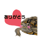 かめきちのつぶやき No. 1（個別スタンプ：12）