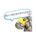 かめきちのつぶやき No. 1（個別スタンプ：13）