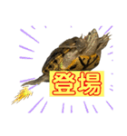 かめきちのつぶやき No. 1（個別スタンプ：17）
