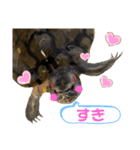 かめきちのつぶやき No. 1（個別スタンプ：18）