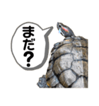 かめきちのつぶやき No. 1（個別スタンプ：23）