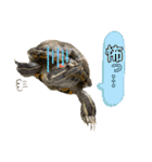 かめきちのつぶやき No. 1（個別スタンプ：25）
