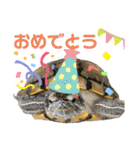 かめきちのつぶやき No. 1（個別スタンプ：26）