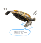 かめきちのつぶやき No. 1（個別スタンプ：32）