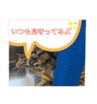 かめきちのつぶやき No. 1（個別スタンプ：33）