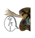 かめきちのつぶやき No. 1（個別スタンプ：34）
