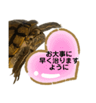 かめきちのつぶやき No. 1（個別スタンプ：38）