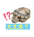 かめきちのつぶやき No. 1（個別スタンプ：39）