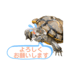かめきちのつぶやき No. 1（個別スタンプ：40）