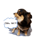 愛犬ネネ①（個別スタンプ：1）