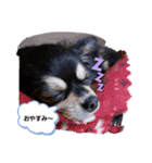 愛犬ネネ①（個別スタンプ：2）
