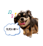 愛犬ネネ①（個別スタンプ：3）