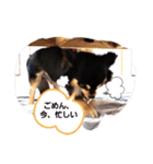 愛犬ネネ①（個別スタンプ：4）