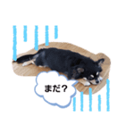愛犬ネネ①（個別スタンプ：6）