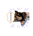 愛犬ネネ①（個別スタンプ：7）