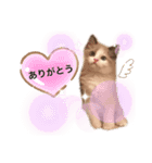 ラグドール♡日常編（個別スタンプ：1）