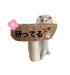 ラグドール♡日常編（個別スタンプ：3）
