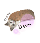 ラグドール♡日常編（個別スタンプ：5）