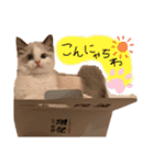 ラグドール♡日常編（個別スタンプ：14）