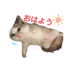 ラグドール♡日常編（個別スタンプ：16）